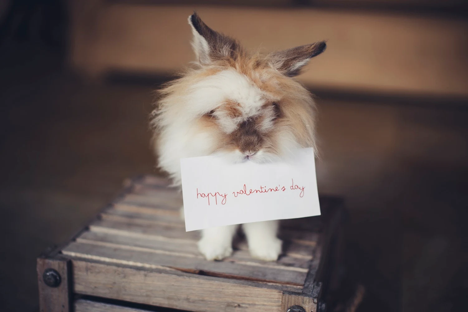 little bunny is holding valentines day card in his teeth