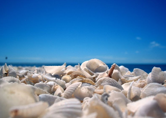 shell-beach-australia-6%5B2%5D.jpg