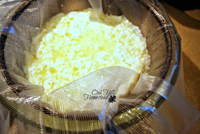 A cheesecloth-covered strainer on top of a bowl, full of goat milk curds. The whey is draining out of the curds.
