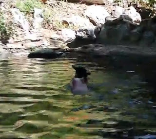 Pig rescues baby goat stuck in water