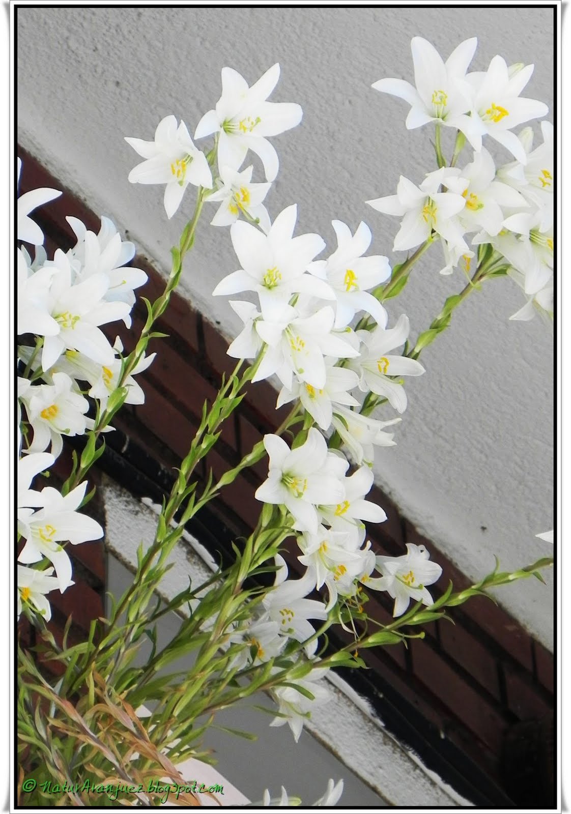 NaturAranjuez: AZUCENA - Lilium candidum