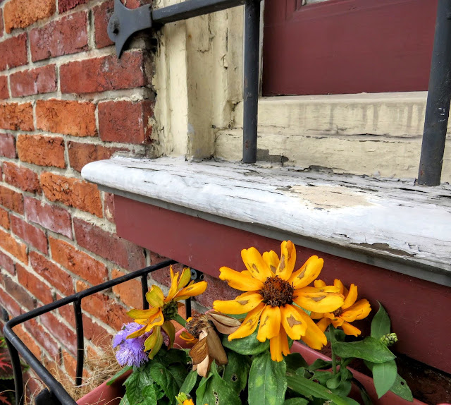 Yellow flowers in a window box in Pittsburgh
