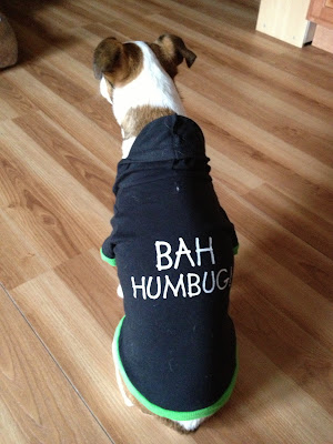 dog in funny t-shirt