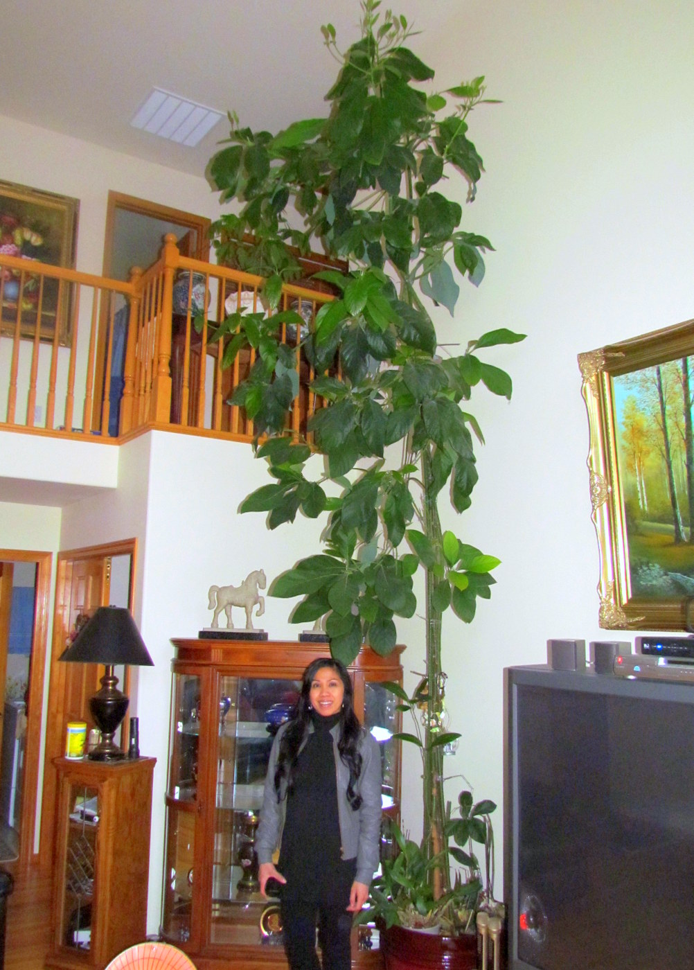 Large indoor plants avocado tree indoor plants growing avocado indoors