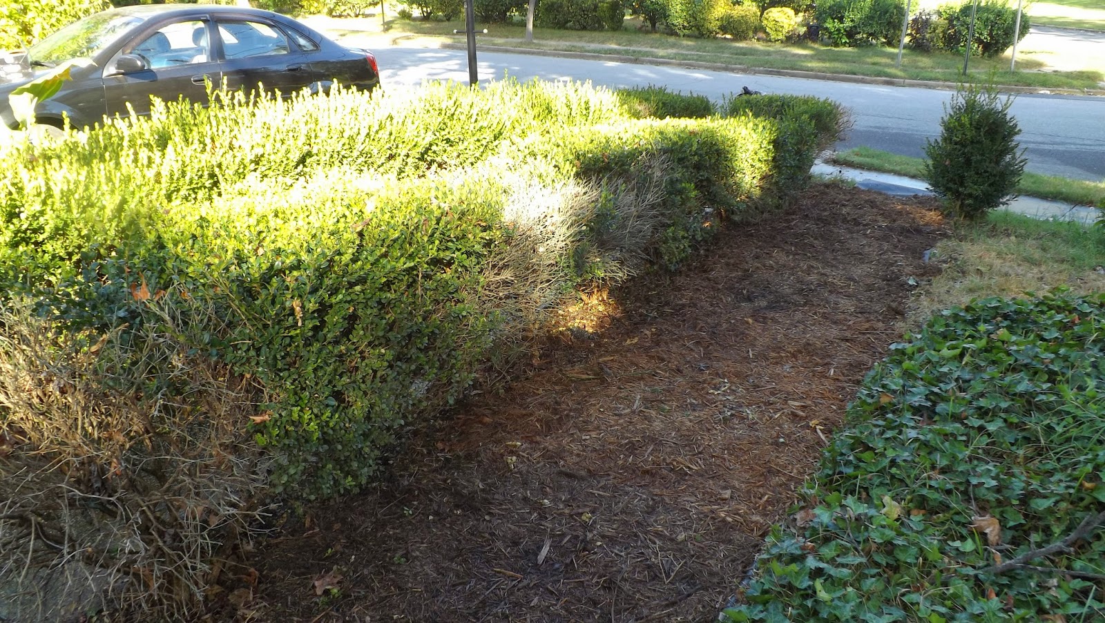 Best Mulch For Boxwoods at Jeremy Hinton blog