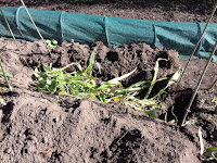 Allotment Growing - Bean Trench