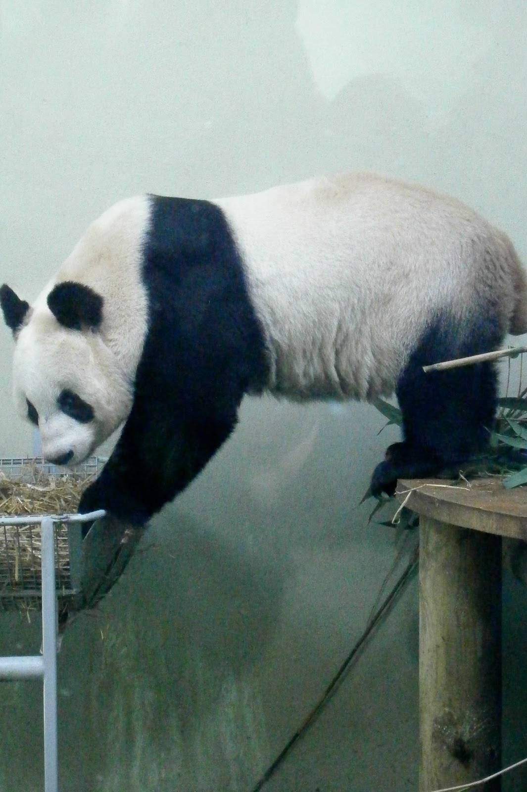 The Scottish Ramblings of an English Lass Pandas at Edinburgh Zoo