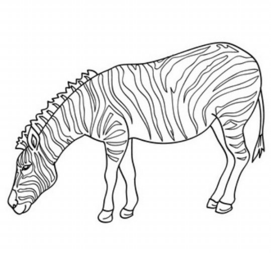 Gambar Mewarnai Zebra