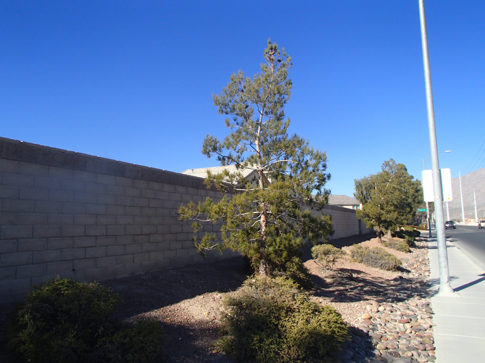 Xtremehorticulture of the Desert Pine Trees Need More Water in the Summer