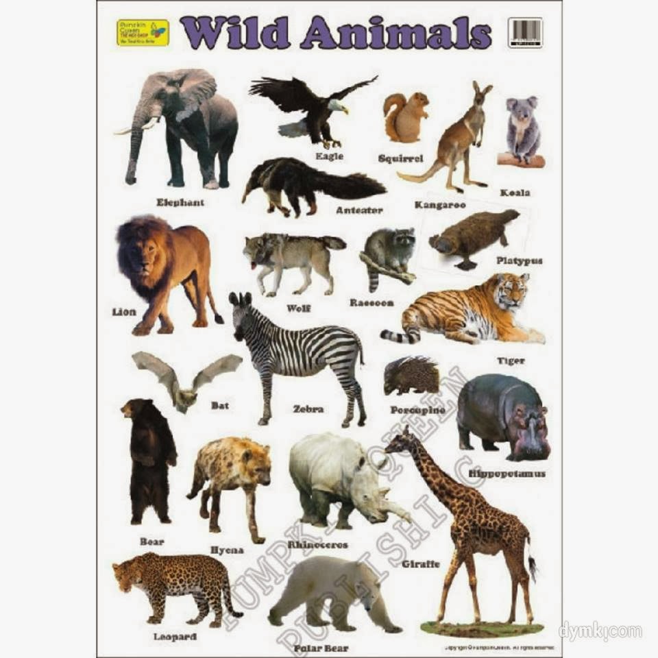Животные мира с названиями. Животные на букву е. Животный мир южной америки. Животные северной америки. Название детей лесных животных.