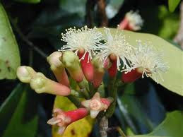 Cengkeh buah cengkeh