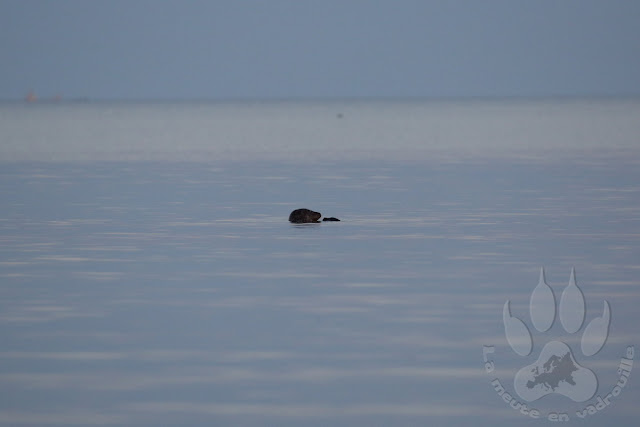 Suede-Scanie-Falsterbo-plage-phoque-veau-marin