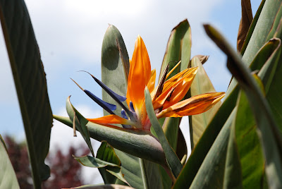 How to grow bird of paradise plants from seed