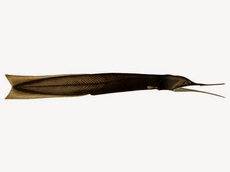 artes-de-pesca-saccopharyngiformes
