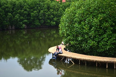 mangrove taman maerokoco prpp semarang