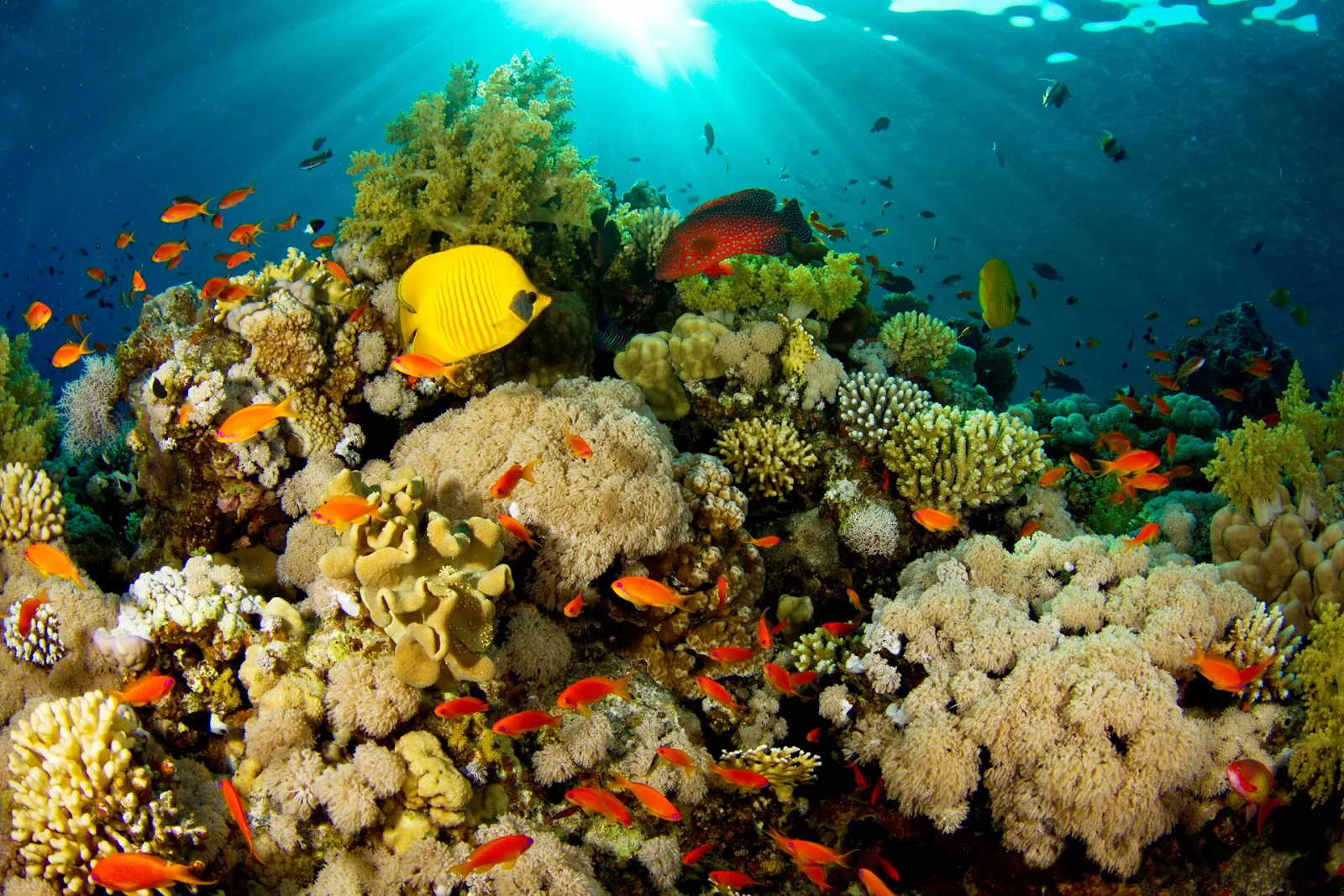 Gambar Kartun Pemandangan Bawah Laut Keren  Bestkartun