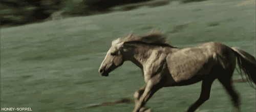 персонаж песни норовящий загнать лошадей