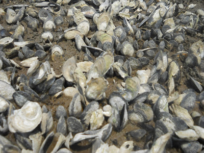 Wellfleet oyster restoration