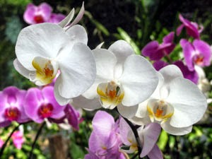 Makna 6 Jenis Bunga  dalam Hubungan Cinta Toko Bunga  