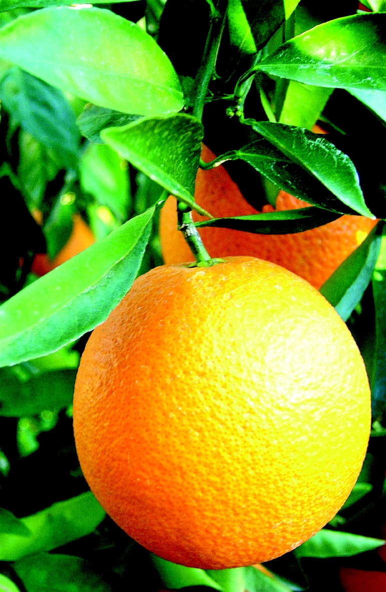 Você sabia que a laranja é a fruta mais consumida pelos Brasileiros? Comunidade Sebrae Você sabia que a laranja é a fruta mais consumida pelos Brasileiros? Comunidade Sebrae