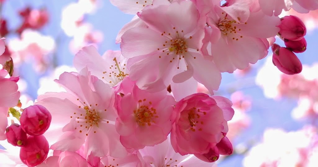 comicfever Bunga  Sakura  di Jepang