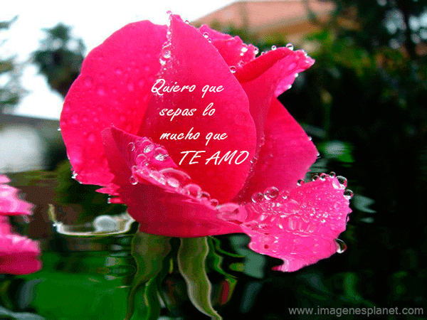 Imagenes De Rosas Marchitas Con Frases | rosas de amor con frases romanticas im 225 genes de amor con Imagenes De Rosas Marchitas Con Frases | rosas de amor con frases romanticas im 225 genes de amor con
