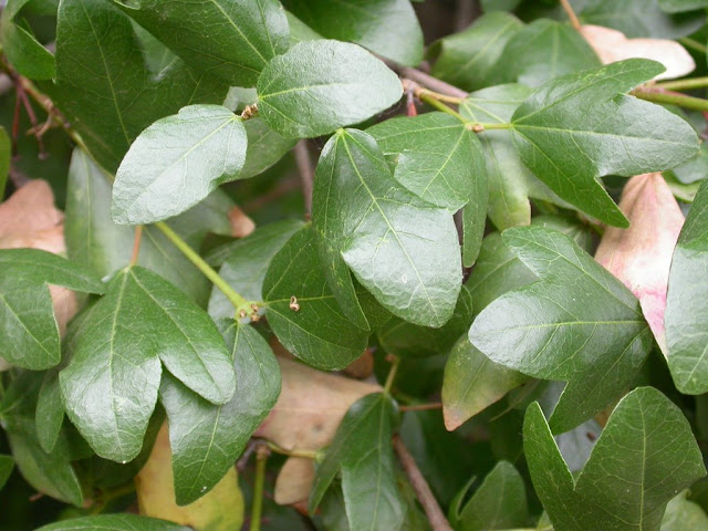 Doğu akçaağacı (Acer sempervirens)