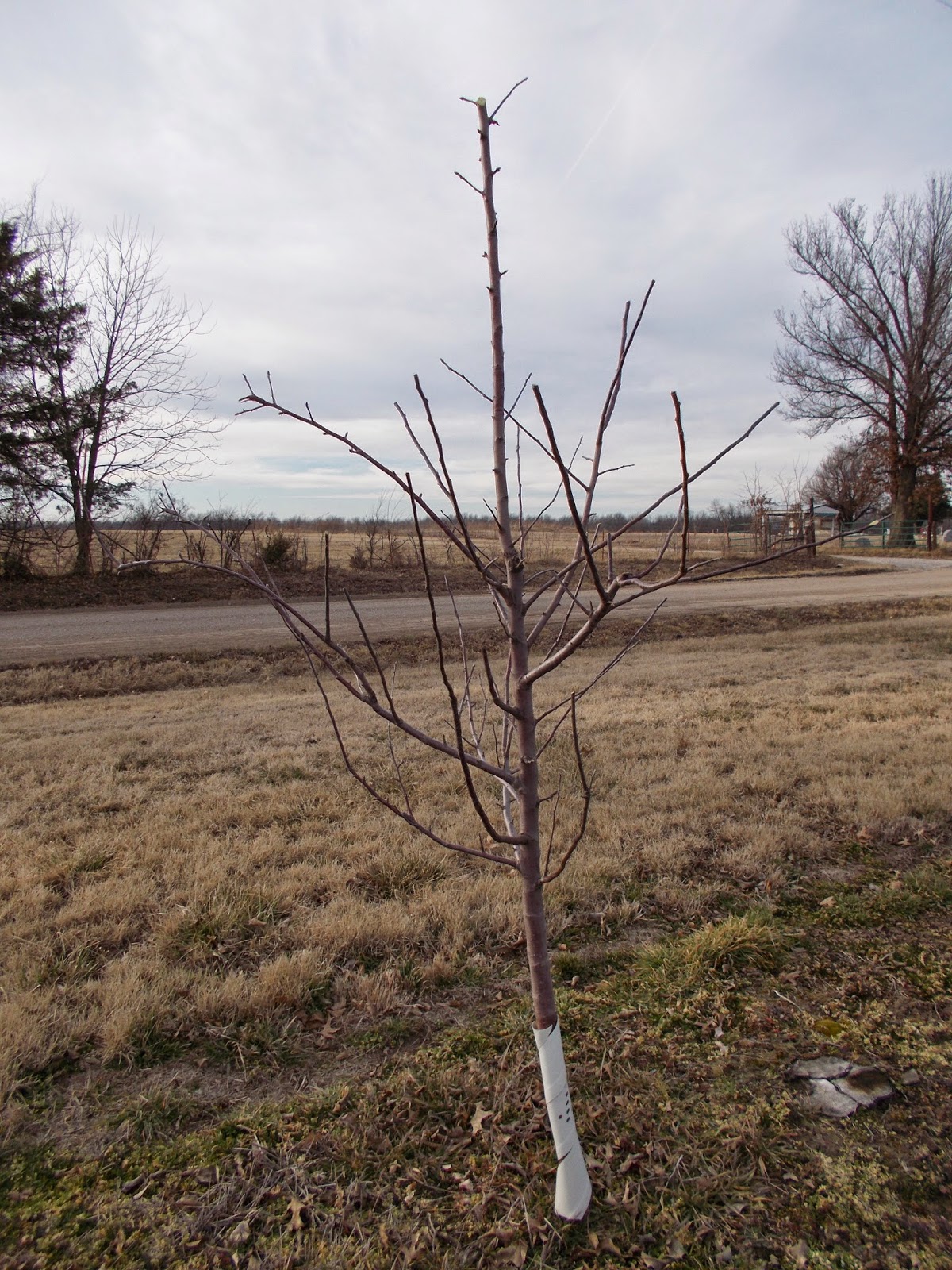 How To Prune A Year Old Apple Tree