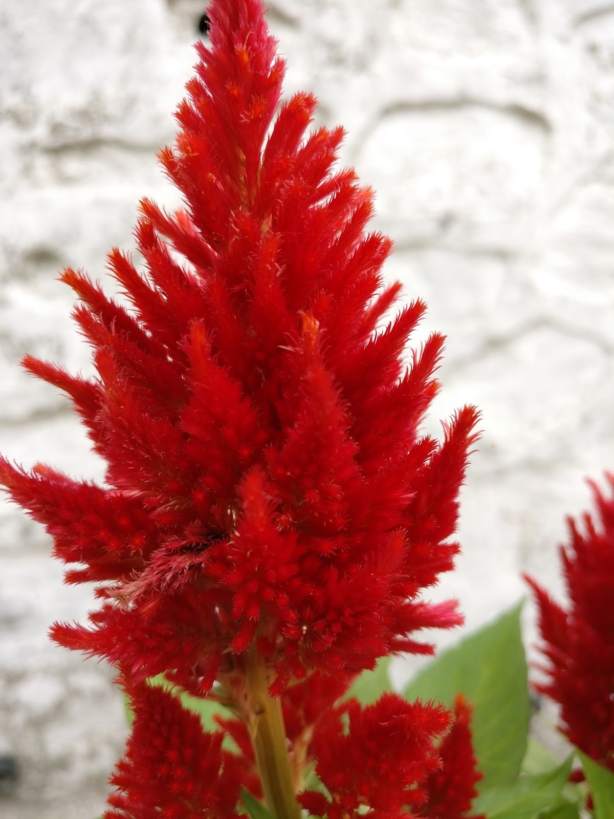 Common Flowers Found in Nepal