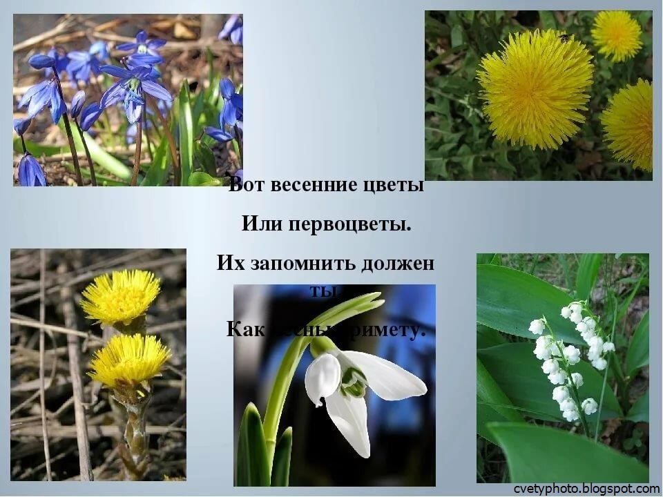 Первоцветы Фото С Названиями — Mixyfotos.ru