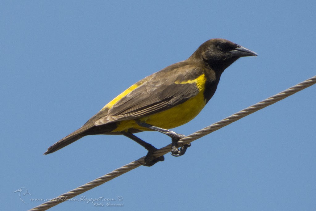 Pecho amarillo grande (Yellowrumped Marshbird) Pseudoleistes guirahuro