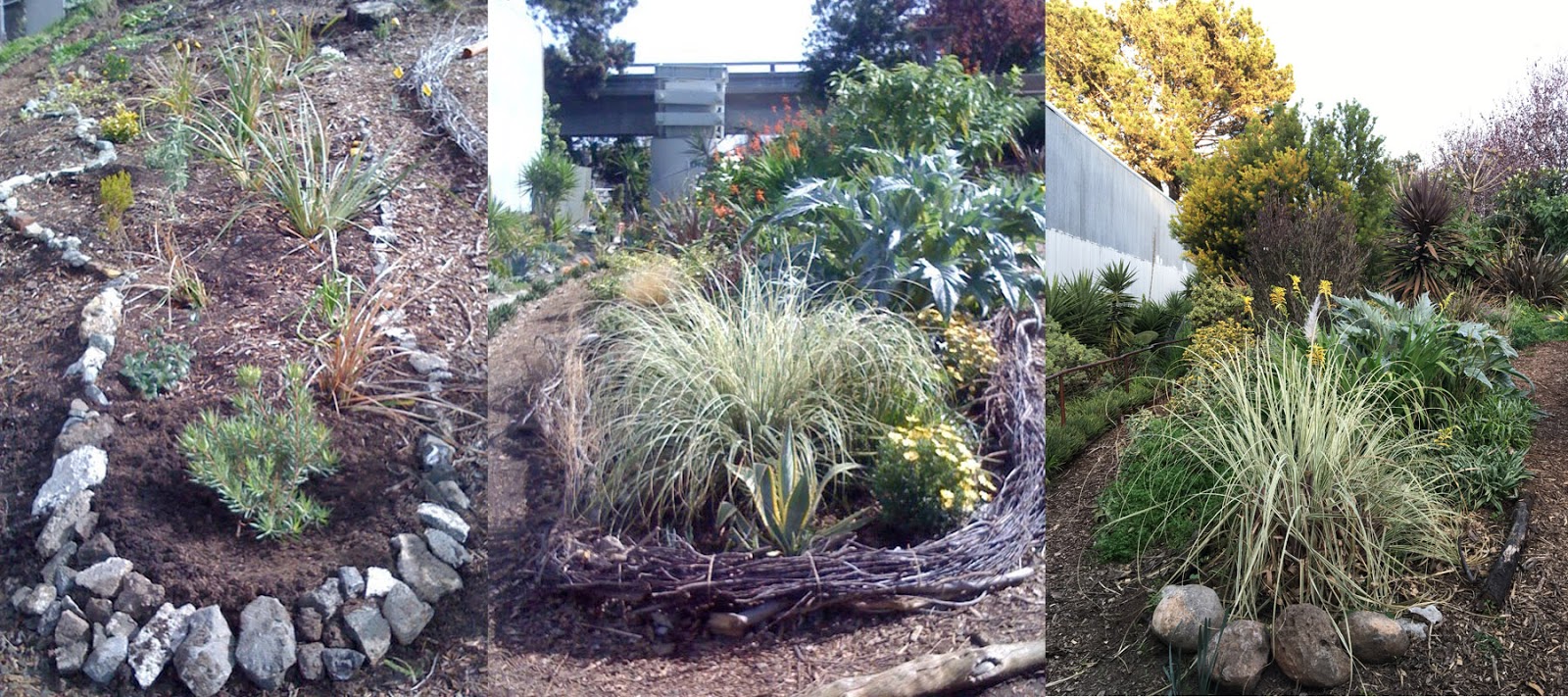 37 Best My Garden Plants Images Plants Garden Perennials