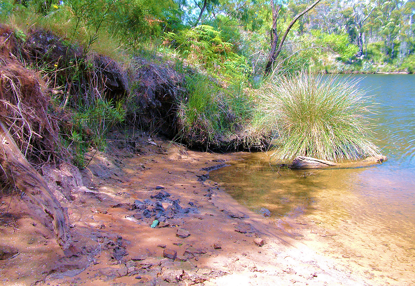 25 DogFriendly Campsites in Australia Australian Dog Lover