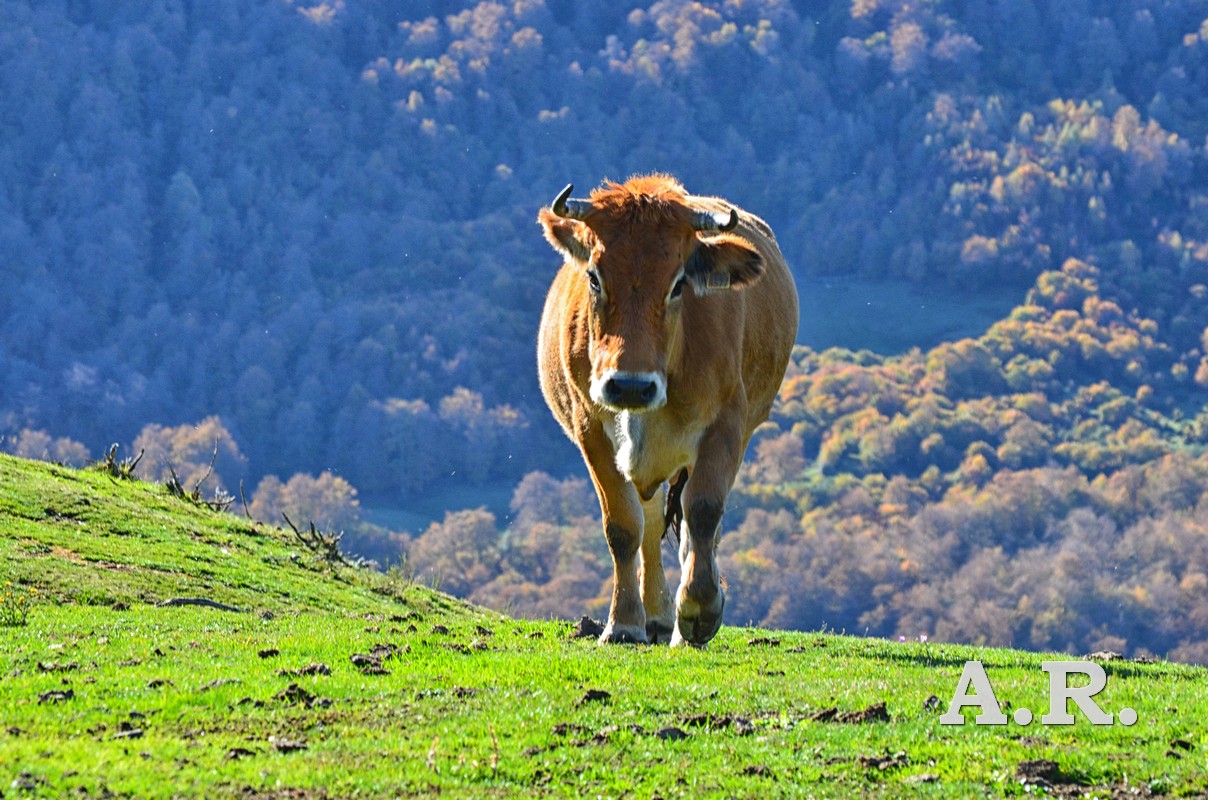 Fotografía. Vacas en los campos de Vegarada, Asturias. Otoño. 