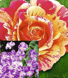 Rose partnervermittlung