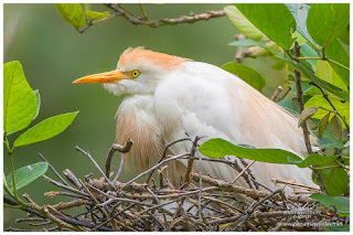 Cattle Egret (Bubulcus ibis) - with nestlings