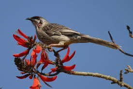 Red%2Bwattlebird_BIBY.png