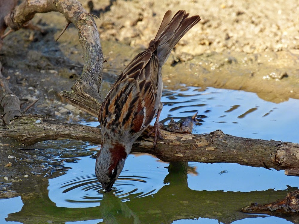 Resultado de imagen para ave bebiendo agua