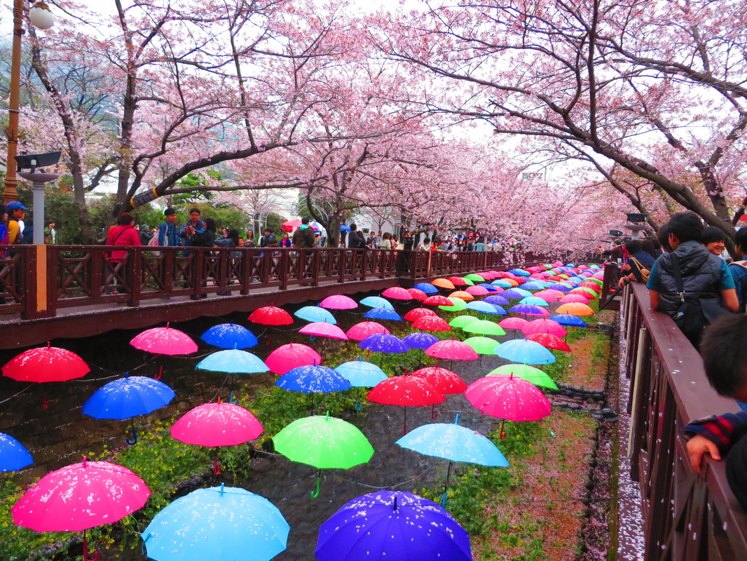 Wisata Romantis Musim Semi Di Jinhae Korea Cheria Holiday