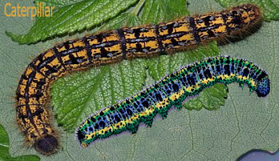 caterpillar creature, worm