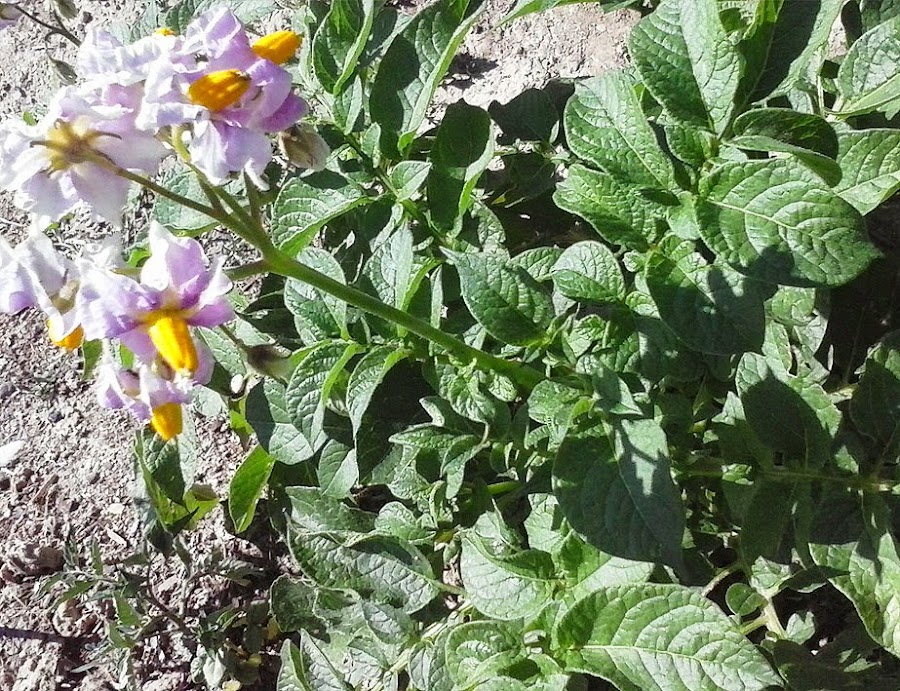 El huerto en el mes de agosto | Plantas