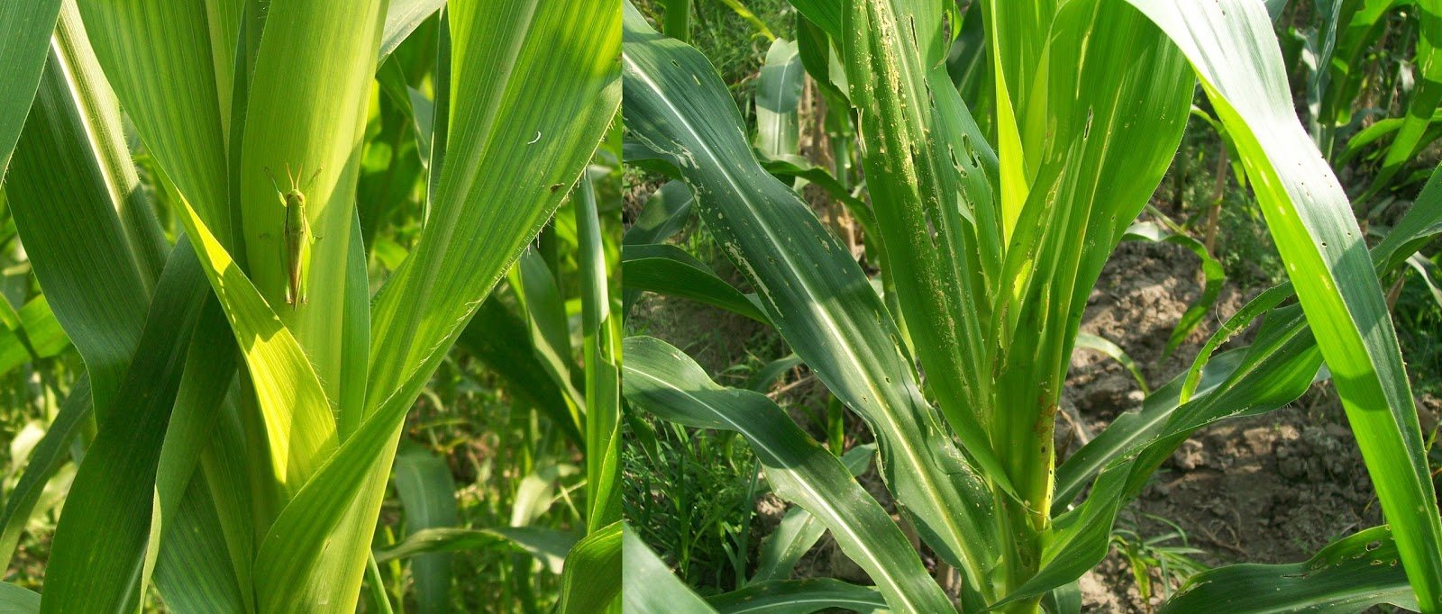 HAMA DAN PENYAKIT TANAMAN JAGUNG | Pertanian