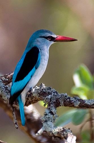 Stunning Kingdom: 5 Stunning and Colouring Birds, Innocent Feader Birds