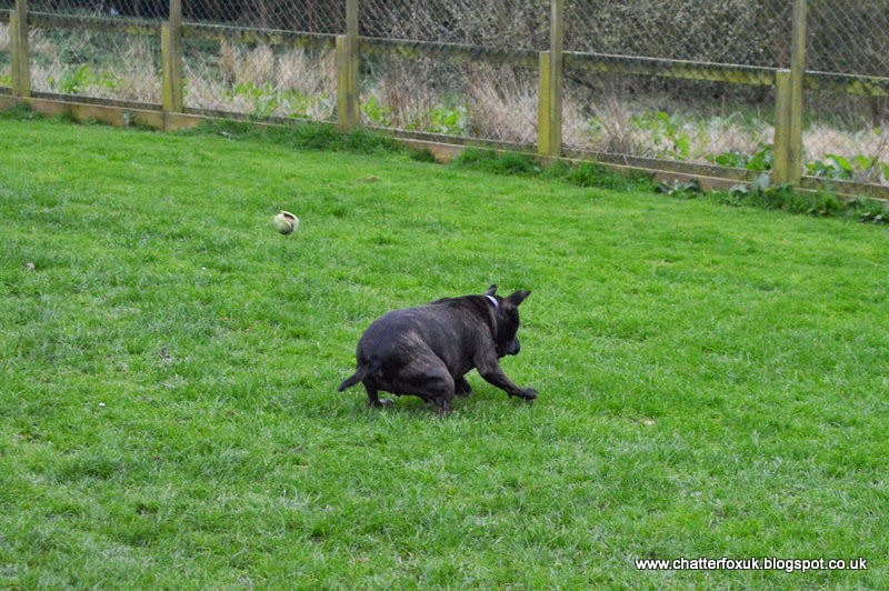 Ian, dog, staffordshire bull terrior
