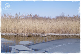 Gartenblog Topfgartenwelt Diana lernt Fotografieren Wallersee im Winter: fotografieren lernen buch spiegelreflex