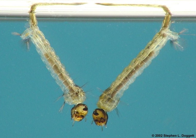 45 Contoh Soal Daur Hidup Hewan Ulangan Harian Jawaban Muttaqin Id