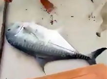 Mancing Ikan Kuwe Gerong GT Mama Monster Mantap Mancing Ikan Kuwe Gerong GT Mama Monster Mantap