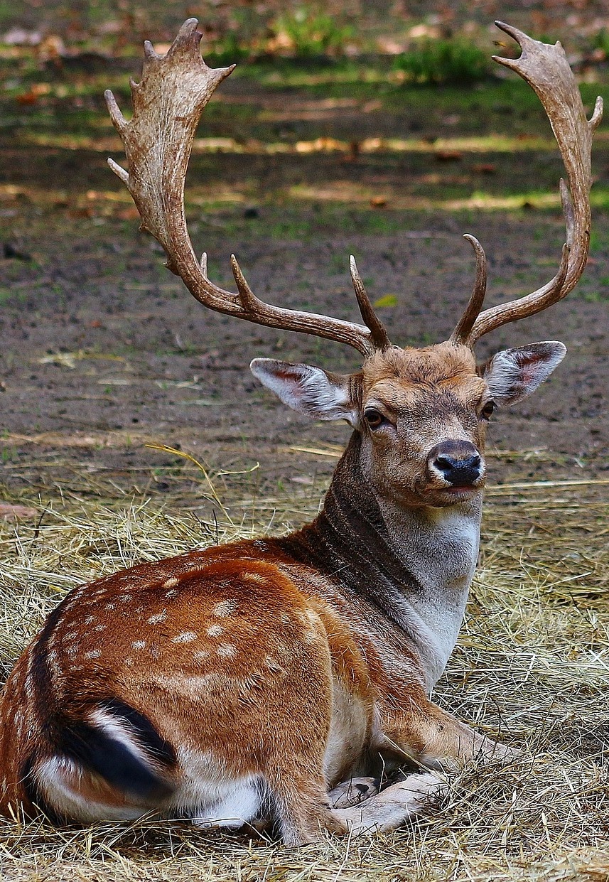 Deer antlers. Deer antlers.