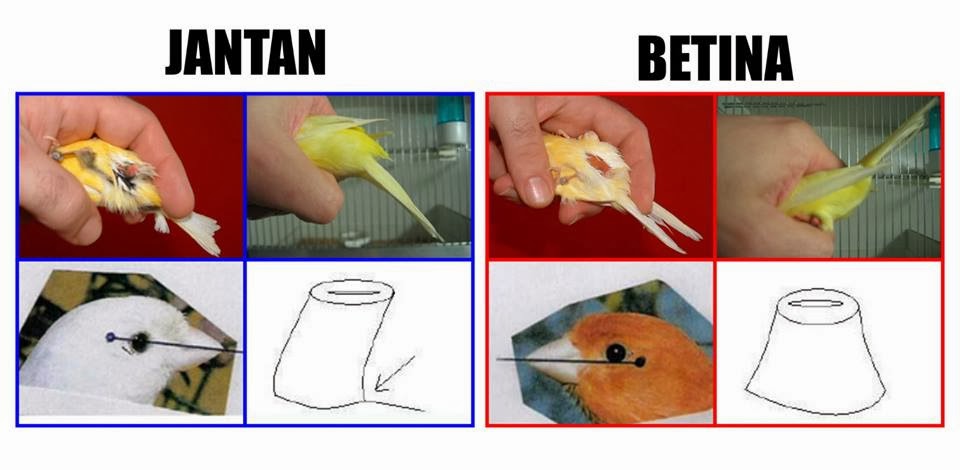 40+ Gambar Kelinci Jantan Dan Betina