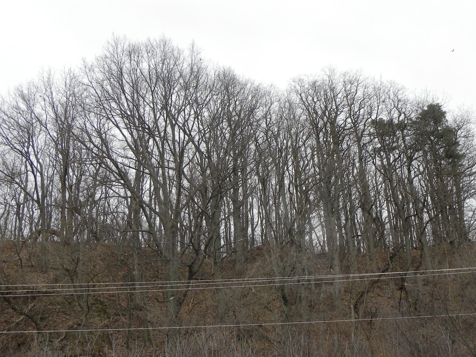 The Urban Reserve OakLocustMaple Forest